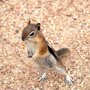 Golden Mantled Ground Squirrel