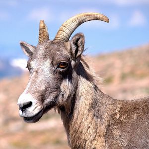 Rocky Mountain Bighorn Sheep