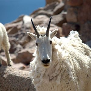 Rocky Mountain Goat