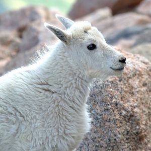 Rocky Mountain Goat