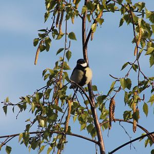 Great tit