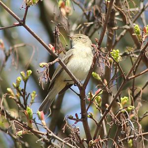 Chiffchaff