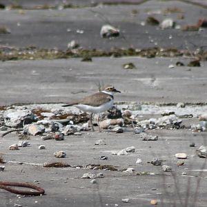 Littlle banded plover