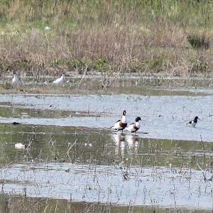 Avocets, Common shelducks and Oystercatchers