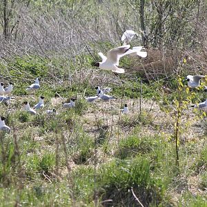 Black-headed gull breeding colony