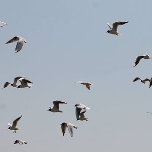 Black-headed gulls