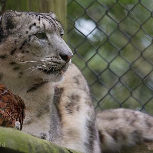Snow leopard : Howletts : 30 Mar 2015