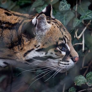 Ocelot : Howletts : 30 Mar 2015