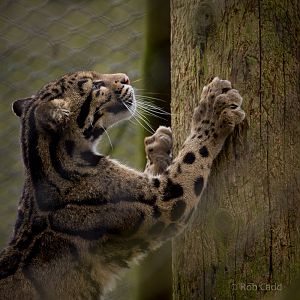 Clouded leopard : Howletts : 30 Mar 2015