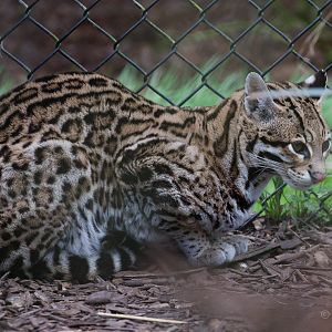Ocelot : Howletts : 30 Mar 2015