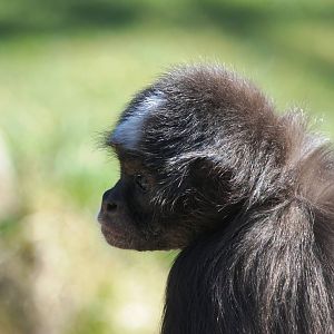 Variegated Spider Monkey at Erfurt, 18/03/15