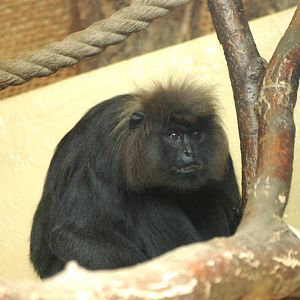 Nilgiri Langur at Erfurt, 18/03/15