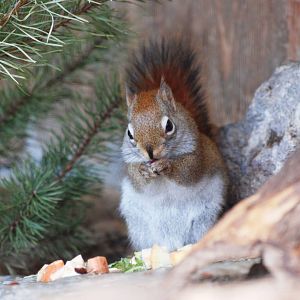 American Red Squirrel at Erfurt, 18/03/15