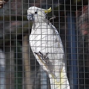Abbott's Sulphur-crested Cockatoo at Erfurt, 18/03/15