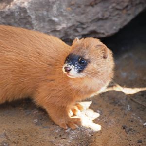 Siberian Weasel at Erfurt, 18/03/15