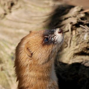 Siberian Weasel at Erfurt, 18/03/15