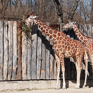 Reticulated Giraffes at Erfurt, 18/03/15