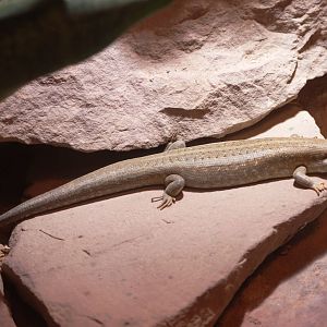 Vaillant's Mabuya at Erfurt, 18/03/15