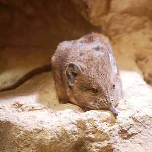 Short-eared Elephant Shrew at Erfurt, 18/03/15