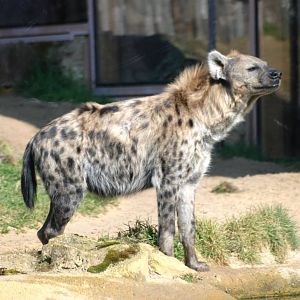 Spotted Hyaena at Erfurt, 18/03/15