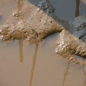 Mudskipper - Chao Phraya estuary