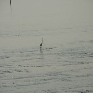 Great White Egret?