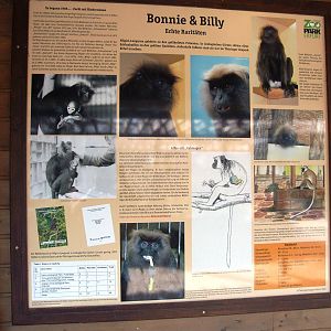 Signage for Nilgiri Langurs at Erfurt, 18/03/15