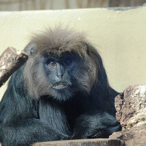 Nilgiri Langur at Erfurt, 18/03/15