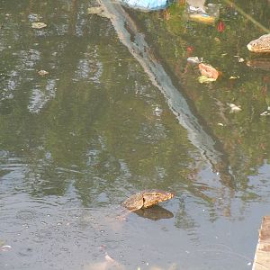Monitor Species? - Chao Phraya Estuary