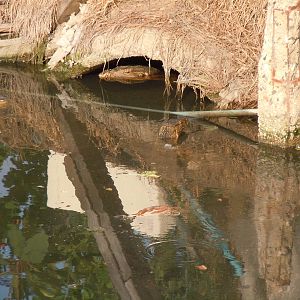 Monitor Species? - Chao Phraya Estuary