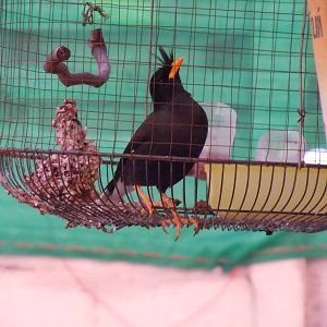 Great Myna - Bangkok