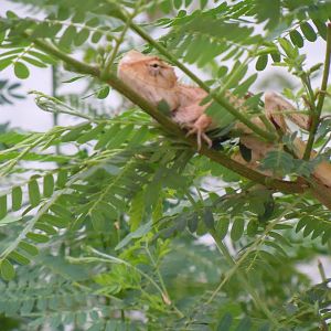 Lizard ID? - Bangkok