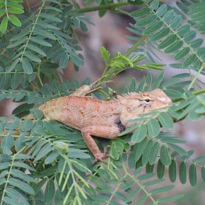 Lizard ID? - Bangkok