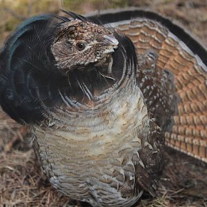 Ruffed grouse, April 2015