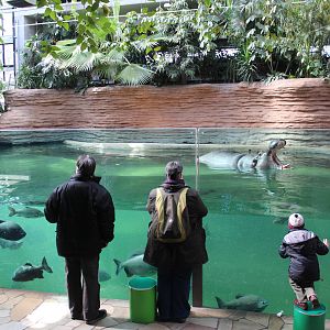 Hippo House, April 2015