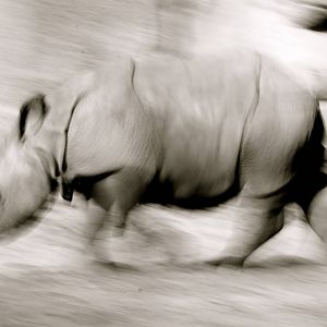 Indian rhino calf, April 2015