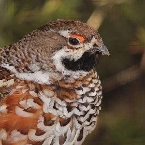 Hazel grouse, April 2015