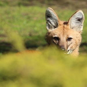 Maned wolf, April 2015