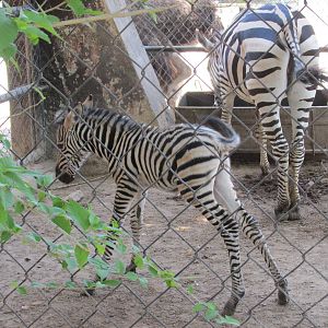 juvenile grant`s zebra centenario zoo