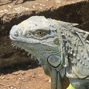 green iguana  centenario zoo