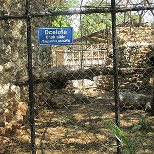 ocelot exhibit centenario zoo