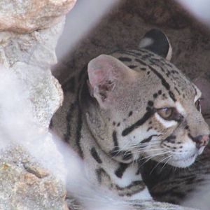 ocelot  centenario zoo