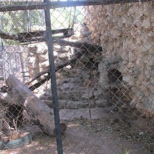margay exhibit centenario zoo