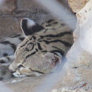 margay  centenario zoo