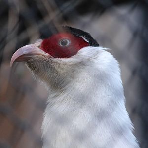 White eared-pheasant, April 2015