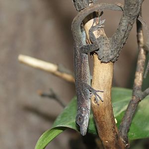 Martinique's anole, April 2015