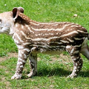 Young Brazilian tapir; Linton; 25th April 2015