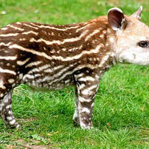 Young Brazilian tapir; Linton; 25th April 2015