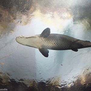 Arapaima from Below