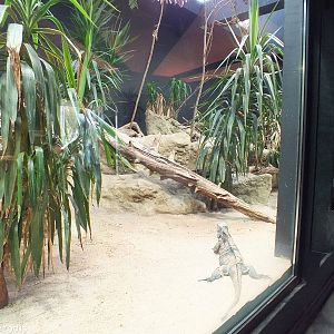 Rhinoceros Iguana enclosure